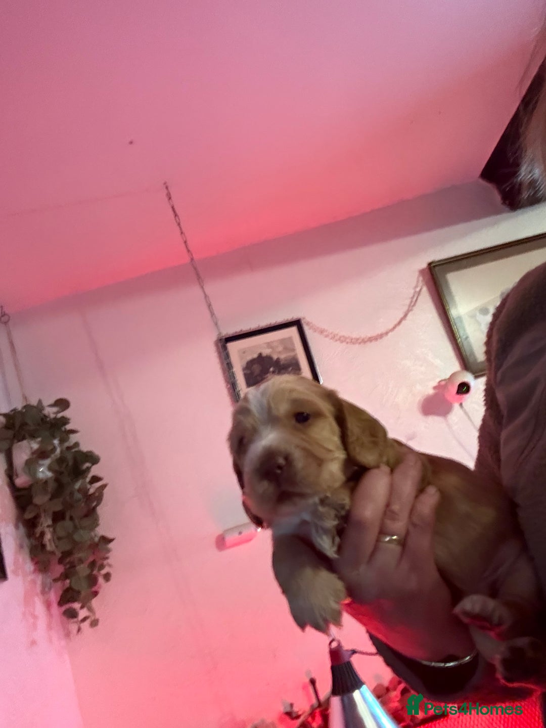 Cocker Spaniel dogs for sale: Stunning working cocker spaniels - Advert 3