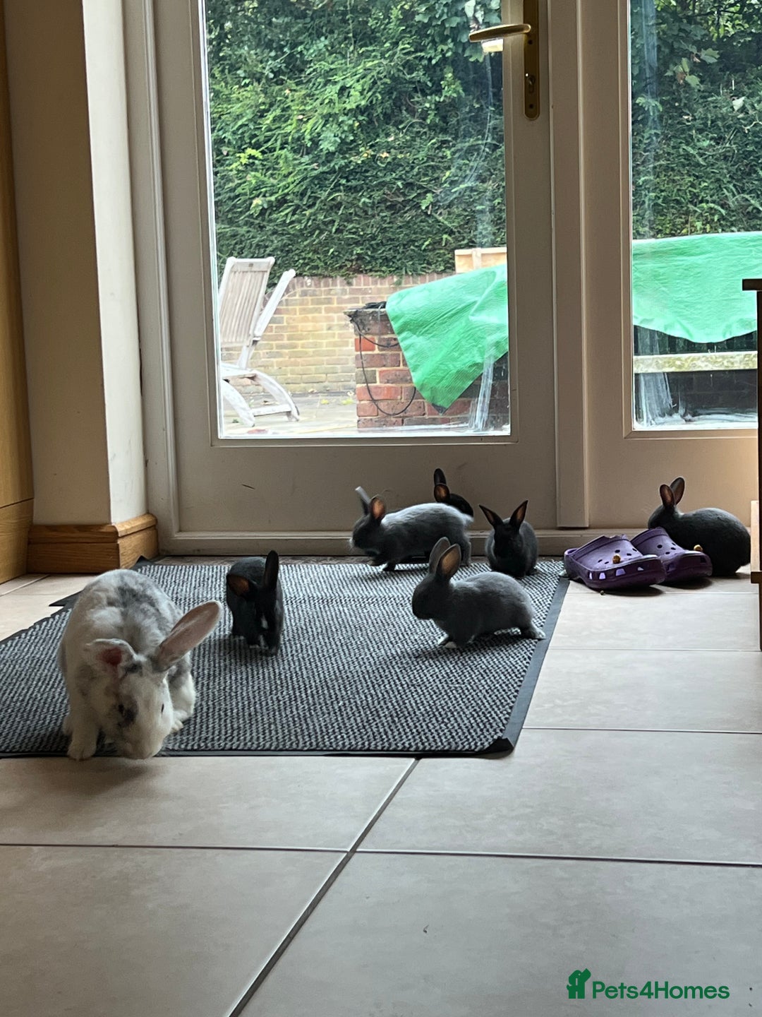 Mixed Breed rabbits for sale: Bunnies rabbits for sale - Image 8