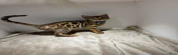 Bengal cats for sale: Tica Registered Pedigree Bengal kittens in Leeds - Advert 21