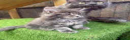Maine Coon cats for sale: Blue smoke kittens from champion blood line - Advert 25