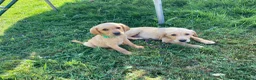 Labrador Retriever dogs for sale: 6 Labrador puppies  - Advert 12