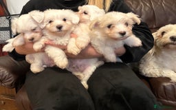 Mixed Breed dogs for sale: Stunning golden and white bichon puppies  - Image 8