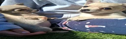 Chihuahua dogs for sale: Chihuahua cream boy ready for new home - Advert 8