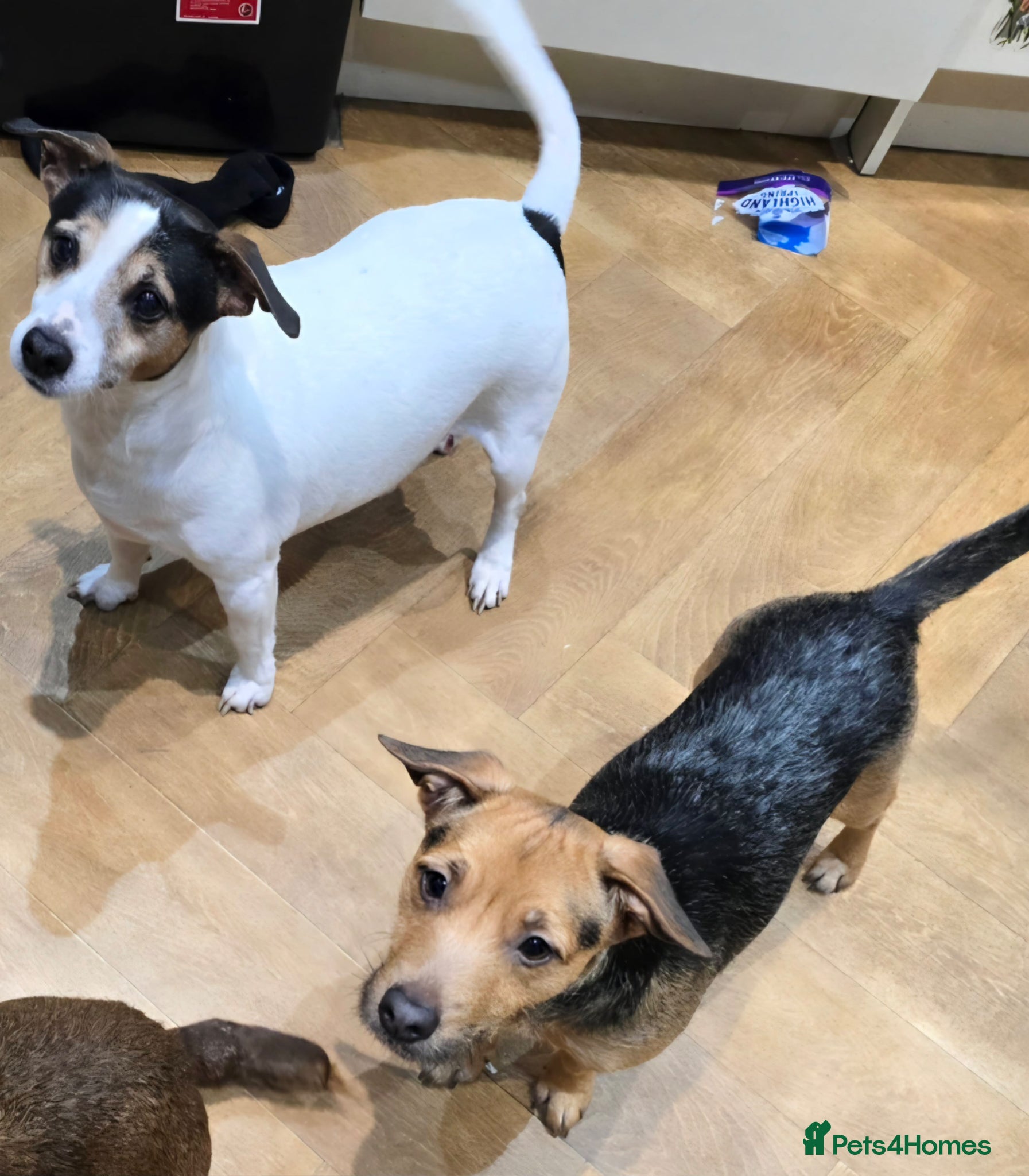 Jack Russell dogs Jack Russell puppies  - Advert 9
