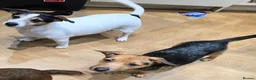 Jack Russell dogs for sale: Jack Russell puppies  - Advert 1