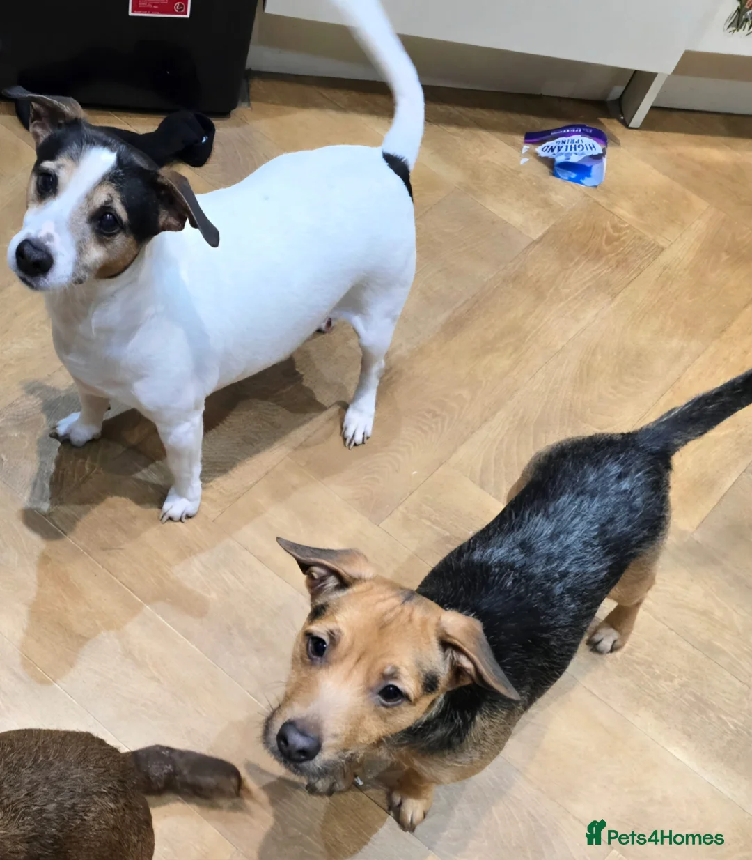 Jack Russell dogs for sale: Jack Russell puppies  - Advert 1