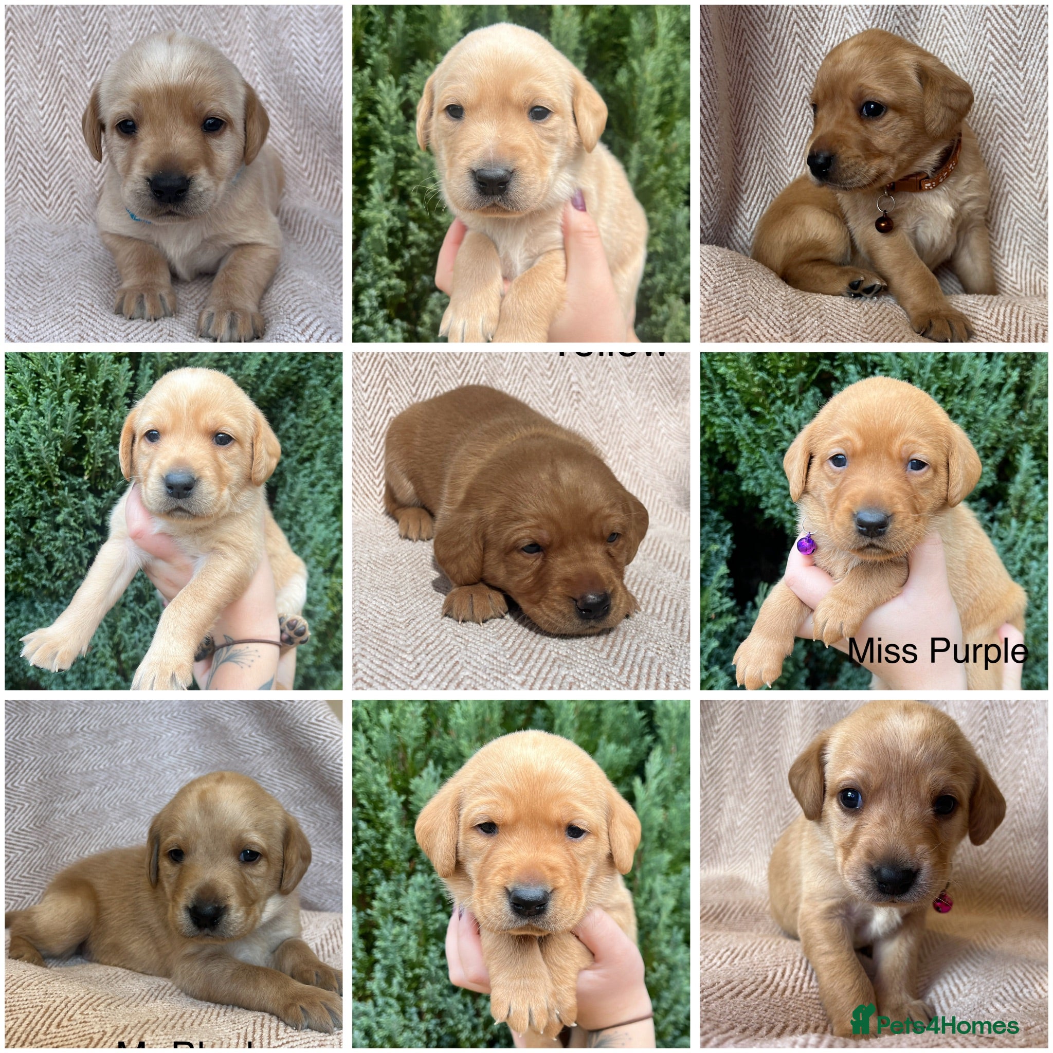 Labrador Retriever dogs STUNNING FAMILY KC RED & YELLOW LABRADORS  - Advert 1