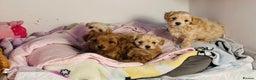Maltipoo dogs for stud: Beautiful Maltipoo Stud 🐶 in Walsall - Advert 12
