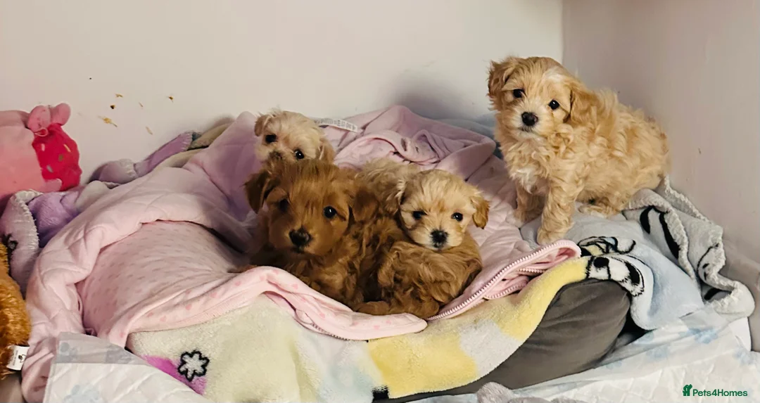 Maltipoo dogs for stud: Beautiful Maltipoo Stud 🐶 in Walsall - Advert 14