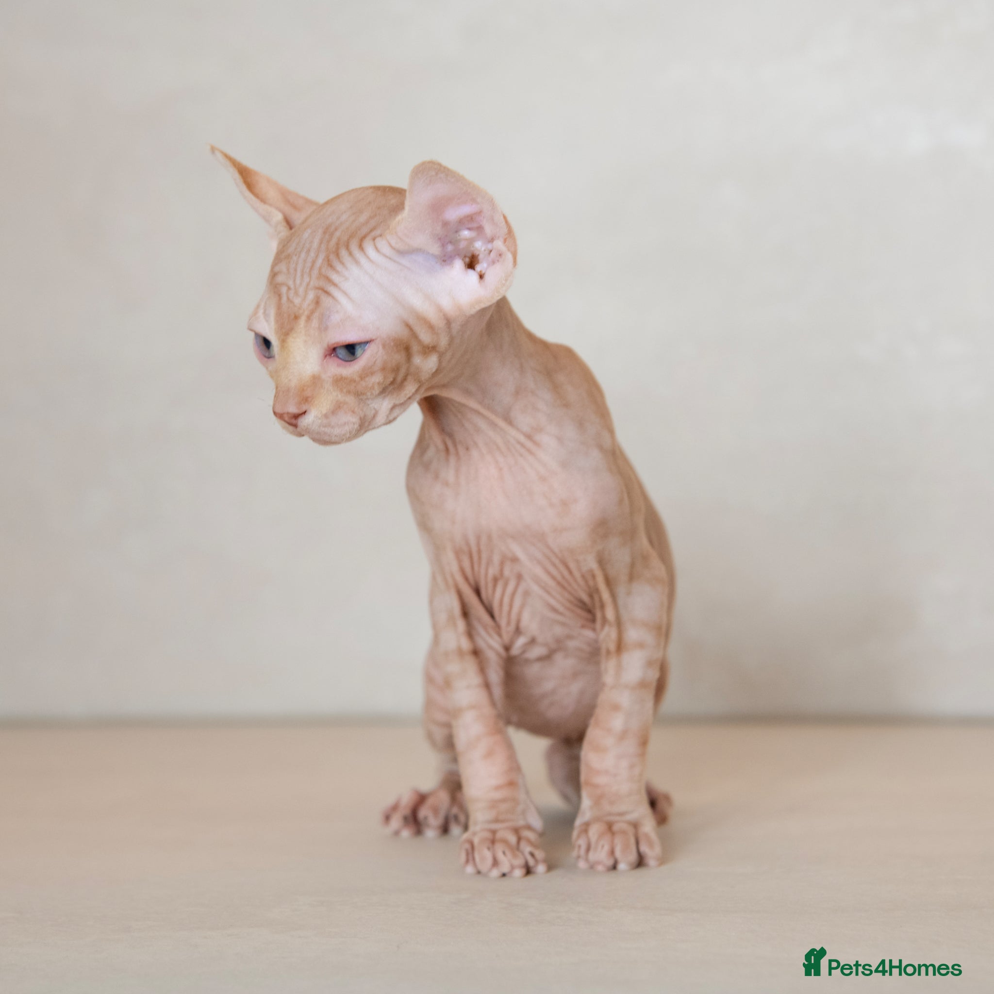Sphynx cats for sale: Champion Sphynx kittens ready to go  - Advert 4
