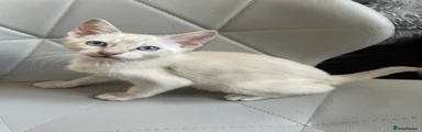 Bengal 4