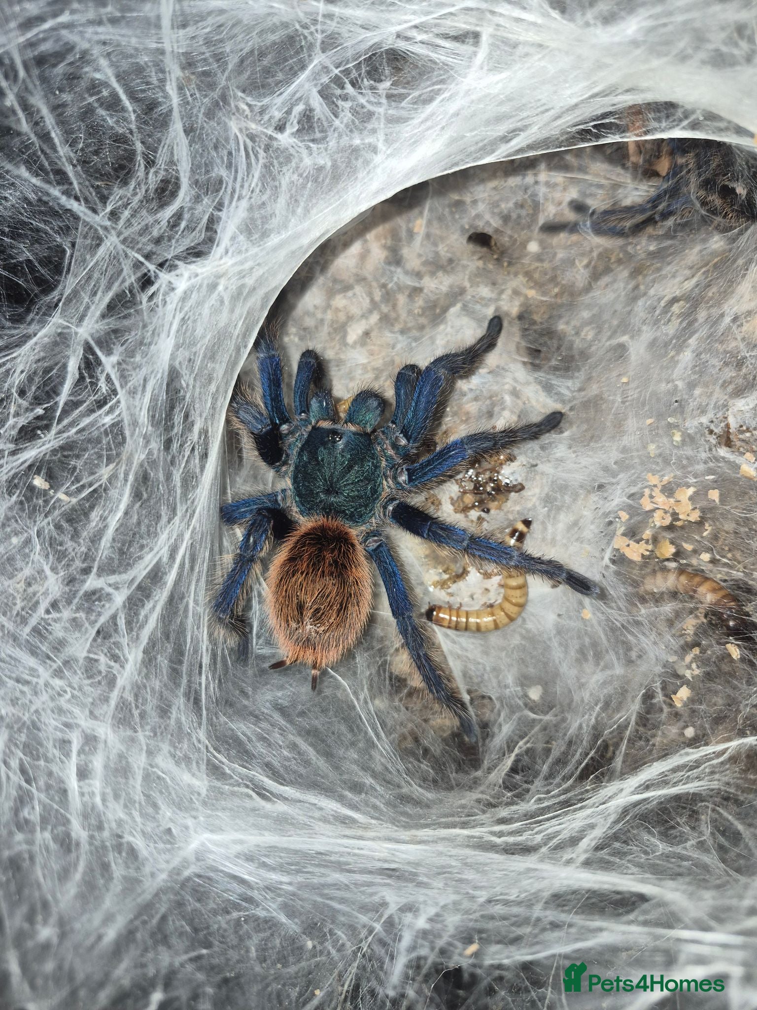 Tarantulas invertebrates Chromatopelma Cyanopbuescence - Advert 7