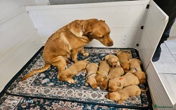 Labrador Retriever dogs for sale: KC REG Stunning Litter Fully Health Tested Parents - Image 2