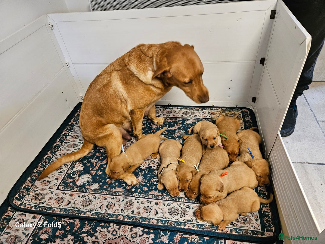 Labrador Retriever dogs for sale: KC REG Stunning Litter Fully Health Tested Parents - Image 2