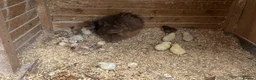Chickens poultry for sale: Silkie hen and chicks for sale - Advert 2