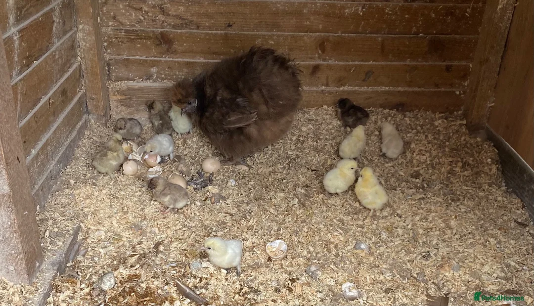 Chickens poultry for sale: Silkie hen and chicks for sale - Advert 2
