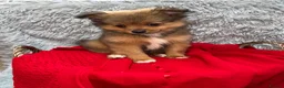 Pomeranian dogs for sale: Only two beautiful Pomeranian babies left - Advert 13