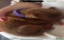 Labradoodle dogs for sale: F1 Toy / Miniature Labradoodles  - Advert 11