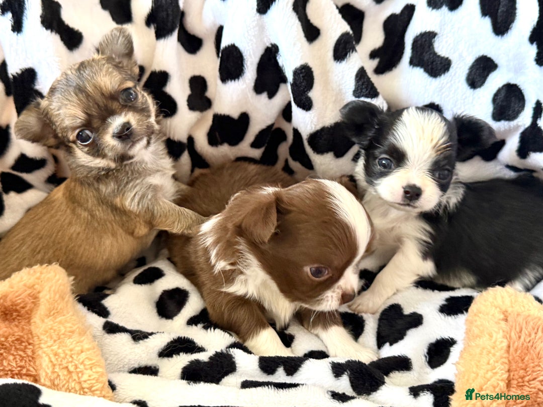 Chihuahua dogs for sale: Last show quality KC long coat Boy  - Advert 7