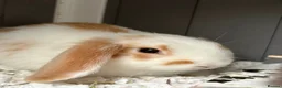 Mini Lop rabbits for sale: Beautiful mini lop babies  - Advert 3