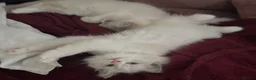 Ragdoll cats for sale: Child Friendly Ragdoll and Ragdoll Cross Kittens  - Advert 10