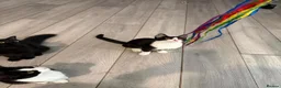 British Shorthair cats for sale: TUXEDO KITTENS *URGENT DM* - Advert 8