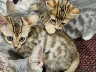 Bengal cats - Advert 7