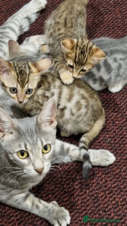 Bengal cats - Advert 2