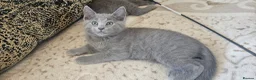 Russian Blue cats for sale: Fully TICA reg pedigree stunning kittens-READY NOW - Advert 20