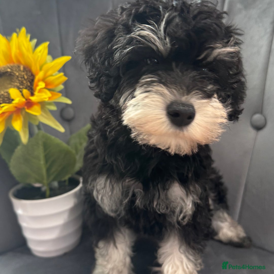 Mixed Breed dogs for sale: Very rare Schnoodle puppies  - Image 1