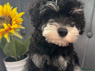 Mixed Breed dogs - Advert 23