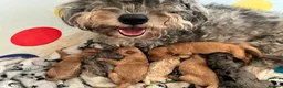 Mixed Breed dogs for sale: Beautiful F1B Patterpoo Pups for Sale - Advert 5