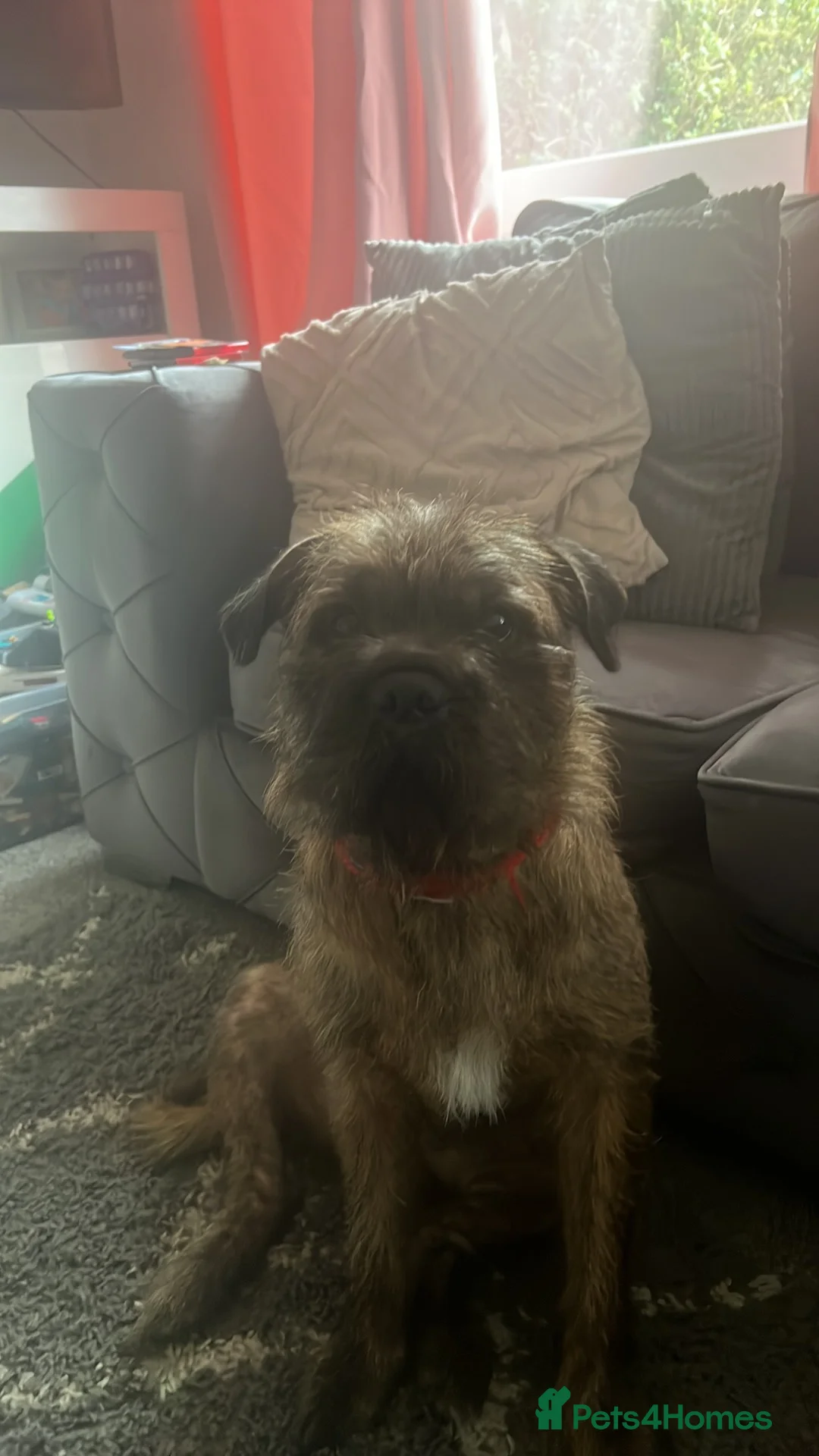 Mixed Breed dogs for sale: Male Dog looking for new home - Advert 3