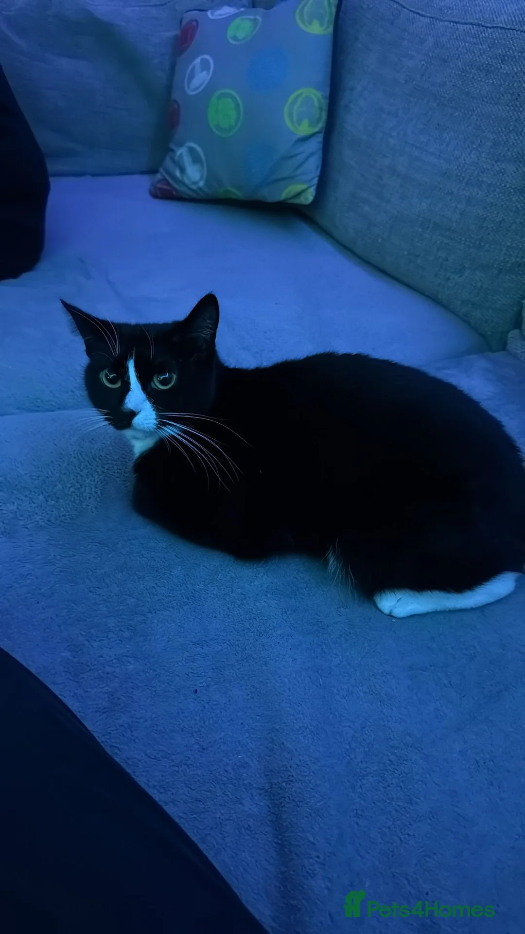 Mixed Breed cats for sale: Cat for rehoming  - Advert 3