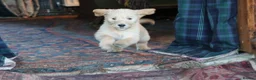 Labradoodle dogs for sale: Beautiful Third-Generation Labradoodle Puppie - Advert 9