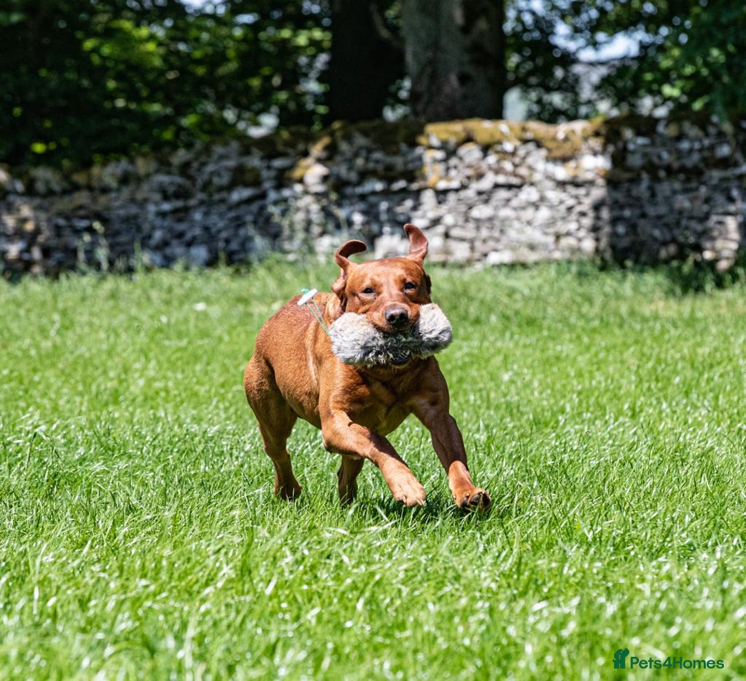 Labrador Retriever dogs for stud: Fox red labrador for stud- Fully health tested in Leyburn - Advert 5