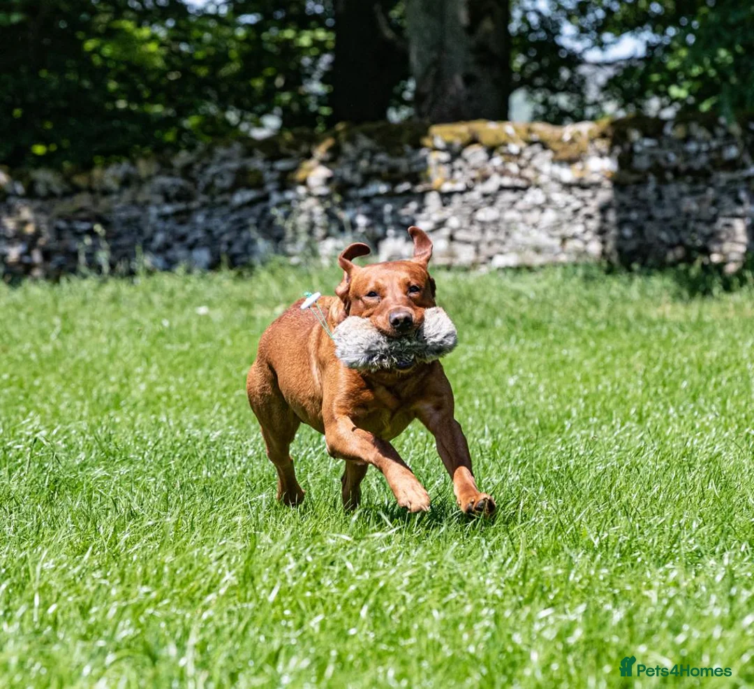 Labrador Retriever dogs for stud: Fox red labrador for stud- Fully health tested in Leyburn - Advert 5