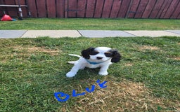 Cavalier King Charles Spaniel dogs for sale: Amazing King Charles Cavalier KC Reg Puppies - Image 6