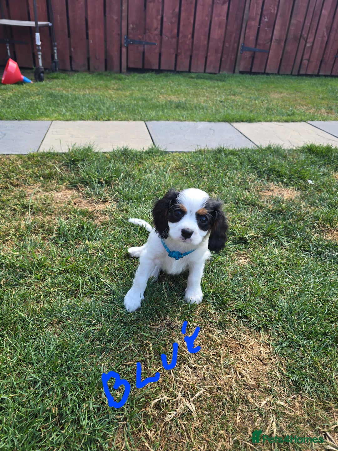 Cavalier King Charles Spaniel dogs for sale: Amazing King Charles Cavalier KC Reg Puppies - Image 6