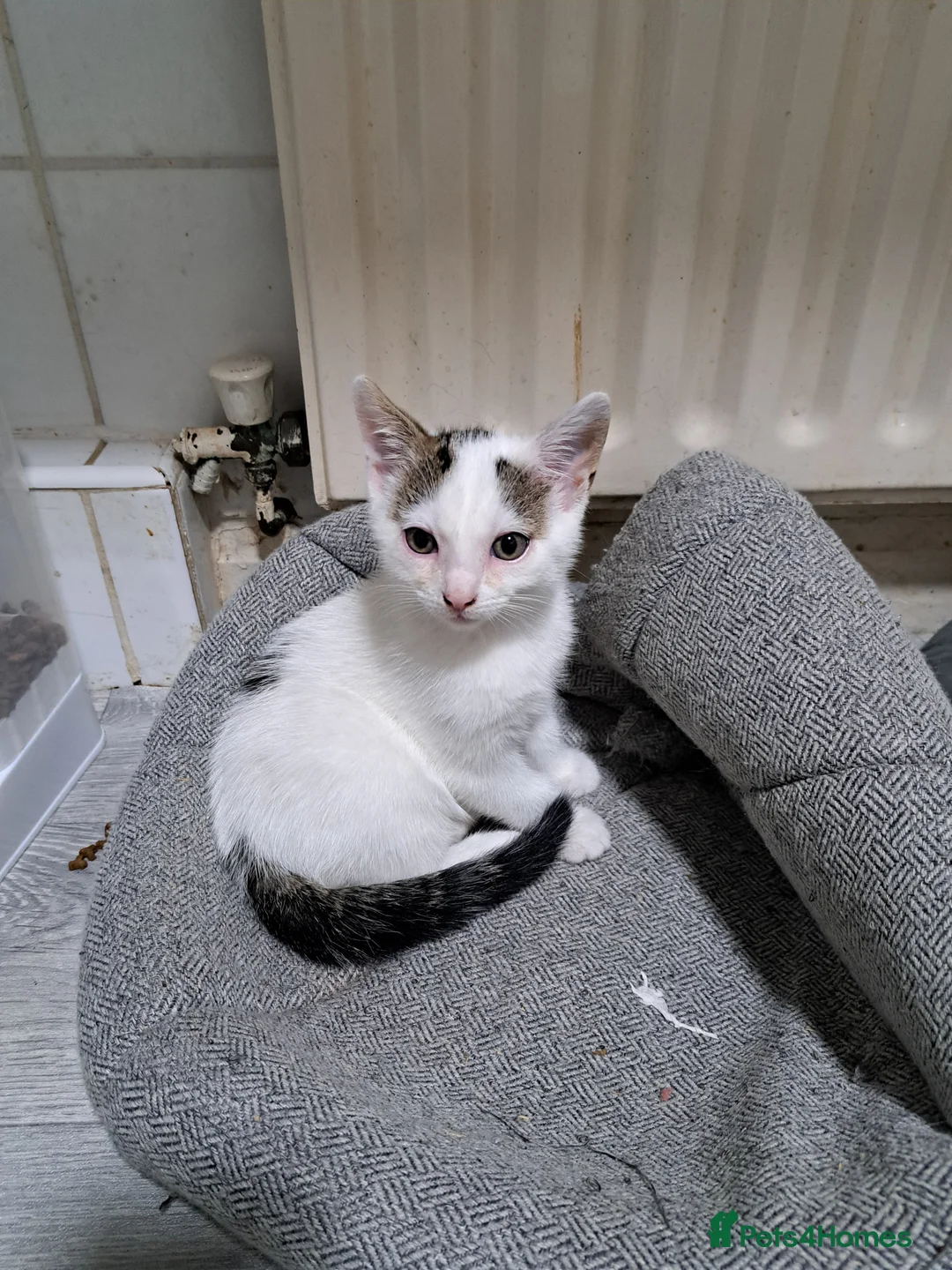 Domestic Shorthair cats for sale: Kittens for sale  - Advert 3