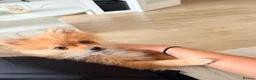 Pomeranian dogs for sale: Hi I’m Betsy the Pom  - Advert 2