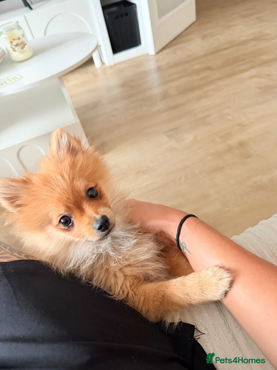 Pomeranian dogs for sale: Hi I’m Betsy the Pom  - Advert 2