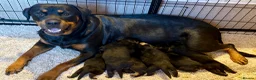 Rottweiler dogs for sale: Gorgeous Rottweiler puppies available  - Advert 3