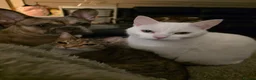 Mixed Breed cats for sale: 2 Female bonded pair  in Coventry - Advert 4
