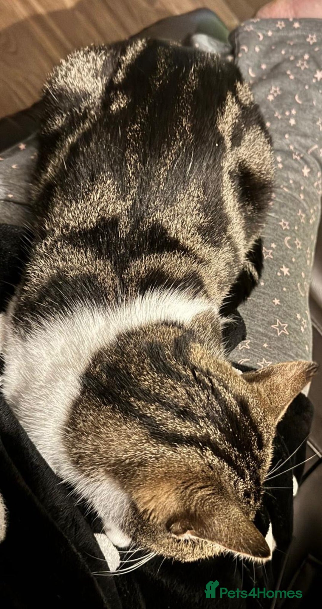 Mixed Breed cats for sale: Maisie the cat looking for loving home  - Advert 2