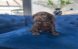 Cocker Spaniel dogs for sale: Beautiful litter of cocker spaniel pups 4 left  - Image 22