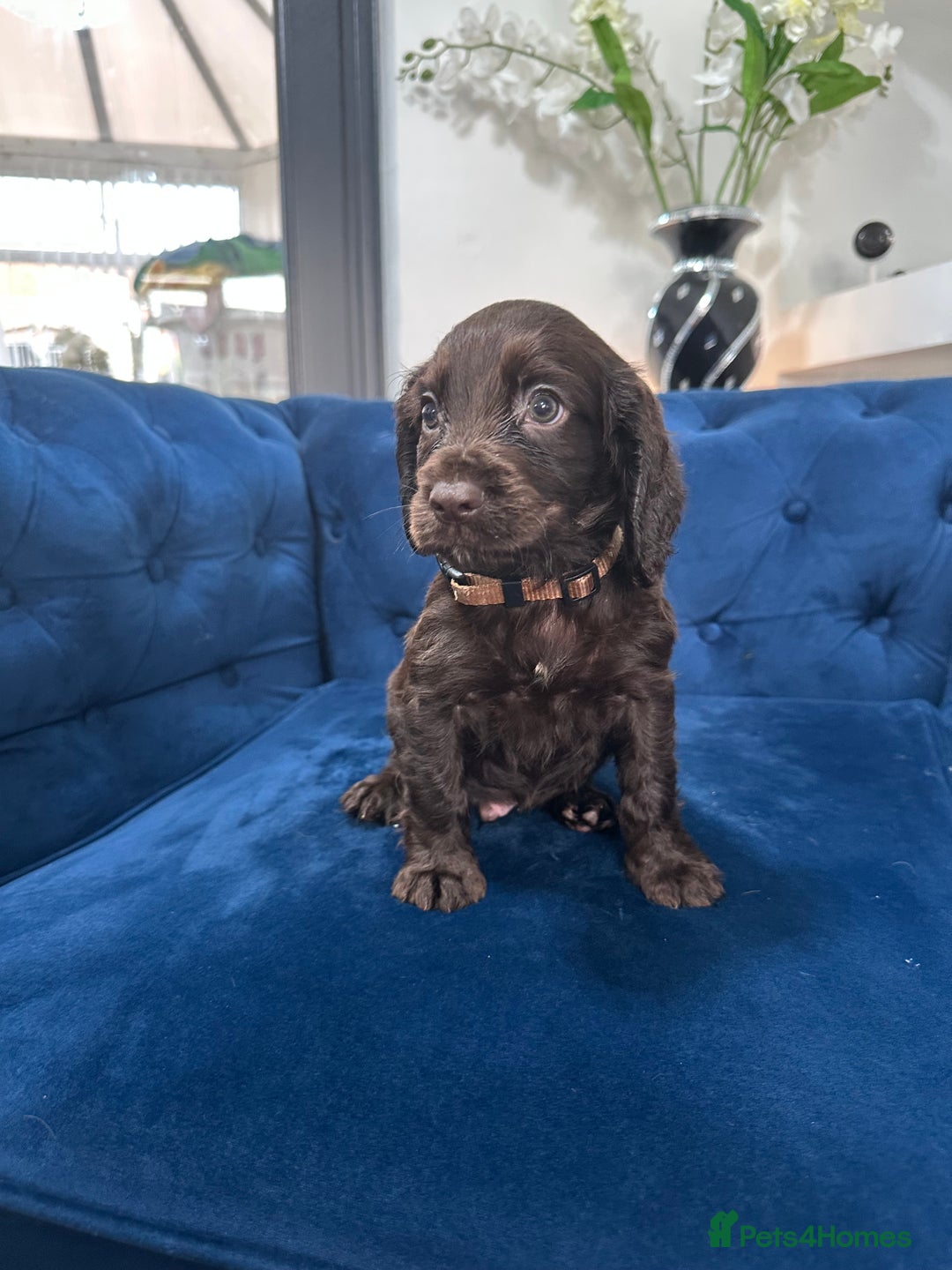 Cocker Spaniel dogs for sale: Beautiful litter of cocker spaniel pups 4 left  - Image 22