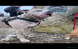 Cane Corso dogs for sale: Cane corso - Image 1