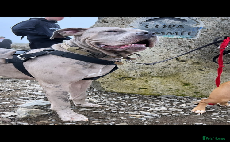 Cane Corso dogs - Advert 9
