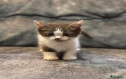 Ragdoll cats for sale: 3 beautiful girls ragdoll cross - Image 1
